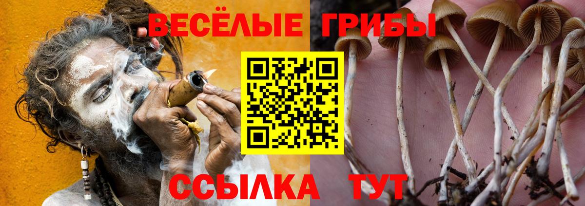 Галлюциногенные грибы Psilocybine cubensis  Вход с VPN  Петропавловск-Камчатский 
